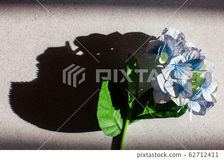 Hydrangea flower under the sun and skull shadow 62712411