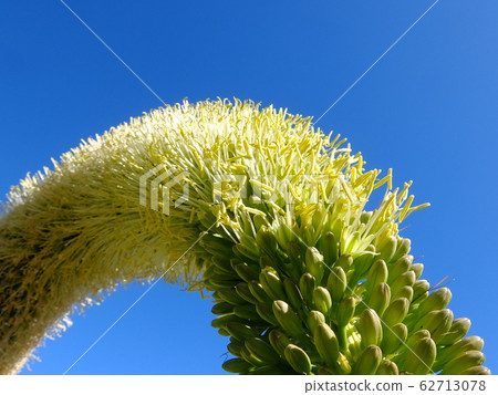 Agave flower Agave flower 62713078