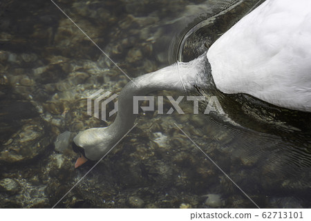 Swan with head underwater. Swan submerged in clear Swan with head underwater. Swan submerged in clear 62713101