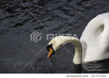 Swan on water portrait. Swan swimming on water. Swan on water portrait. Swan swimming on water. 62713102