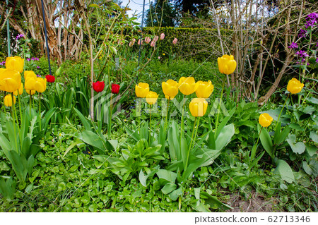 Yellow tulips  at garden near Karl Foerster house 62713346