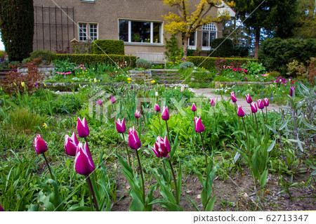 Purple tulips at garden near Karl Foerster house Purple tulips at garden near Karl Foerster house 62713347