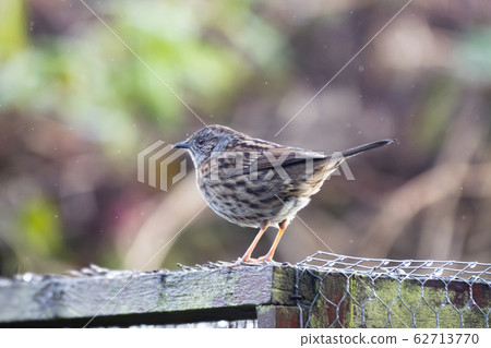 A Dunnock (Prunella modularis) on a domestic garden aviary roof. A Dunnock (Prunella modularis) on a domestic garden aviary roof. 62713770
