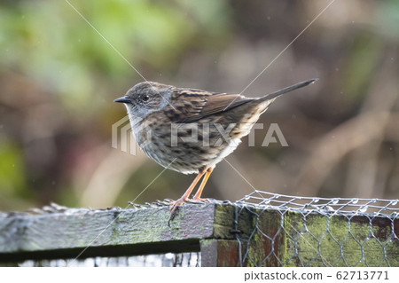 A Dunnock (Prunella modularis) on a domestic garden aviary roof. A Dunnock (Prunella modularis) on a domestic garden aviary roof. 62713771