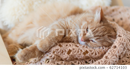 Cute ginger cat sleeping on pile of clothes. Fluffy pet mimics the color of textile. Cute ginger cat sleeping on pile of clothes. Fluffy pet mimics the color of textile. 62714103