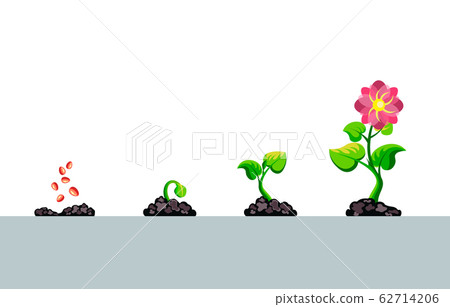 Infographic of planting tree steps. Seedling sprout in ground gardening plant. Seeds sprout in ground. Vector illustration growing trees flower 62714206