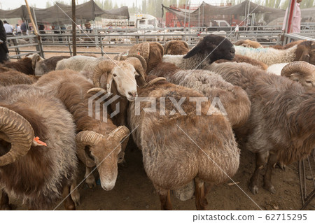 Livestock @ Animal Market Livestock @ Animal Market 62715295
