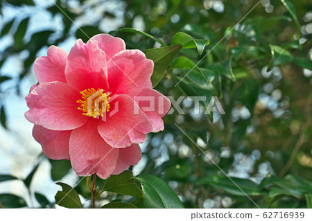 Red camellia flower Red camellia flower 62716939