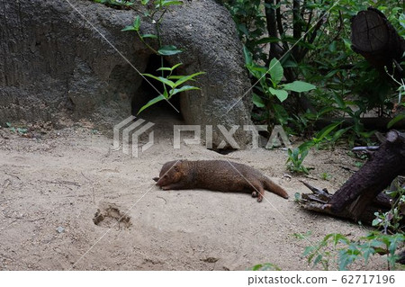 Kobitto貓鼬長號躺在洞穴前 62717196