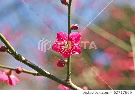 Red novice flowers Red novice flowers 62717699