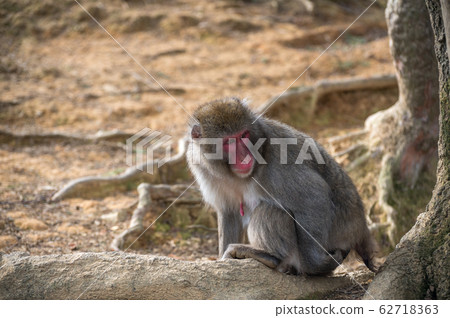 Japanese macaque female Arashiyama Monkey Park Iwatayama 62718363