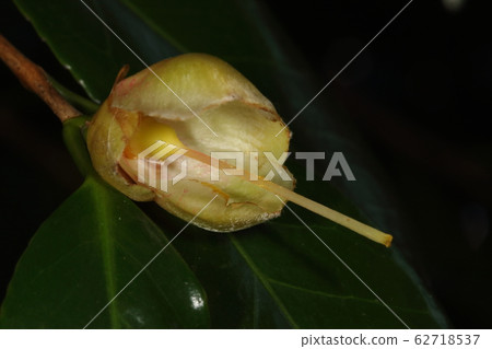 自然植物下頜山茶花，雄蕊和花瓣共同落下，然後留下花朵（？）雌蕊和花萼 62718537