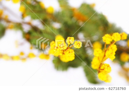 Mimosa Mimosa 62718760