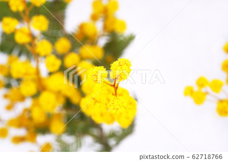 Mimosa Mimosa 62718766