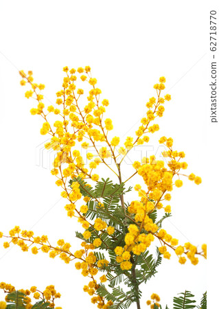 Mimosa Mimosa 62718770