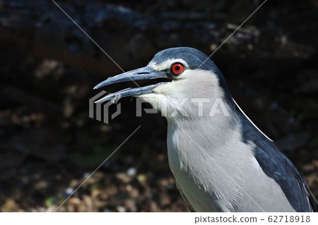The upper body of red-eyed night heron is open because it is hot The upper body of red-eyed night heron is open because it is hot 62718918