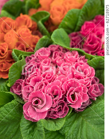 Furimula shurian flower seedling Furimula shurian flower seedling 62718975