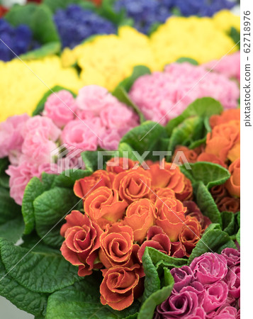 Furimula shurian flower seedling 62718976