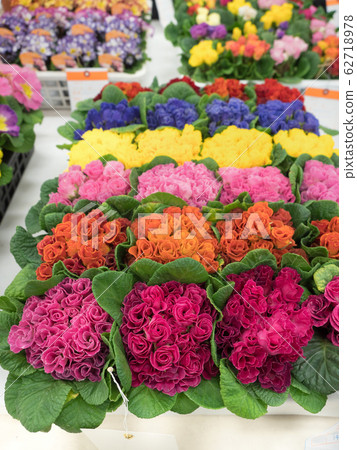 小im樹種花苗 小im樹種花苗 62718978