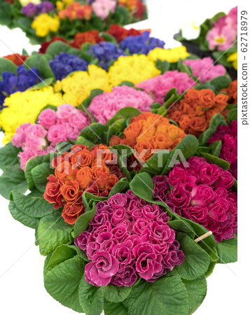 小im樹種花苗 小im樹種花苗 62718979