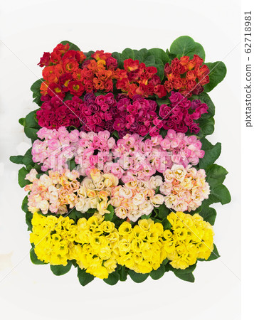 小im樹種花苗 小im樹種花苗 62718981