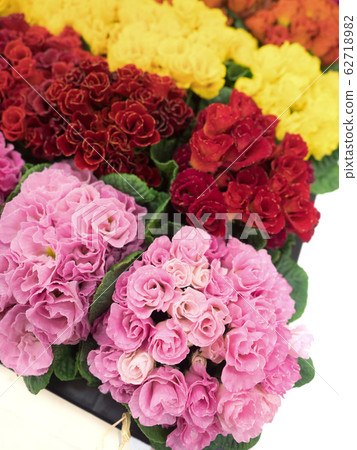 小im樹種花苗 62718982