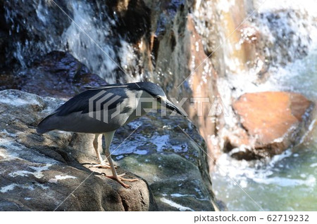 夜鷺站立全身 夜鷺站立全身 62719232