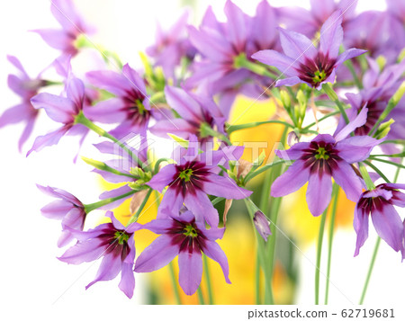  Leu Coco Leine 62719681