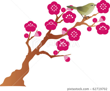 Uguisu,李子,花,鳥,春天 Uguisu,李子,花,鳥,春天 62719702