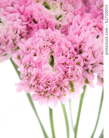 Ranunculus Ranunculus 62720055