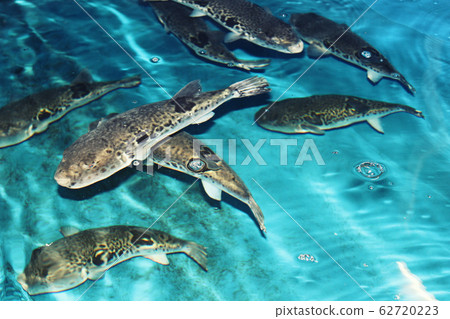 在水族館裡游泳 62720223