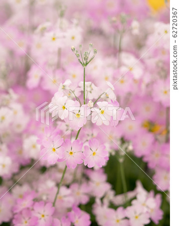 Flimla Malakoites 62720367