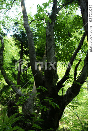 四季春春岩井瀑布 62721085