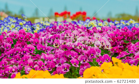 Pansy 16：9 62721480