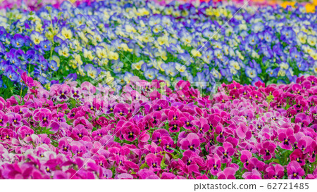 Pansy 16:9 Pansy 16:9 62721485