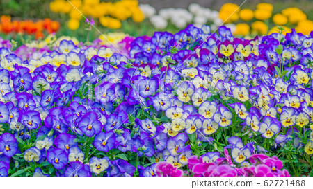 Pansy 16:9 Pansy 16:9 62721488