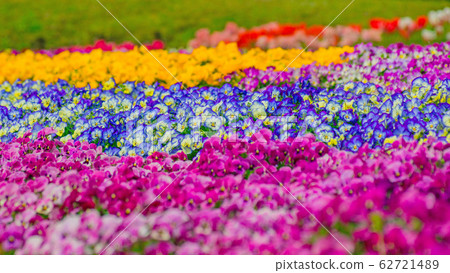 Pansy 16:9 Pansy 16:9 62721489