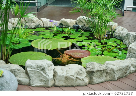 植物 植物學 植物的 62721737