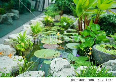 植物 植物學 植物的 62721738