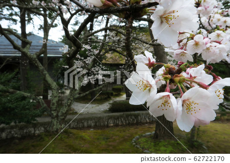 盛開在公園的櫻花 62722170