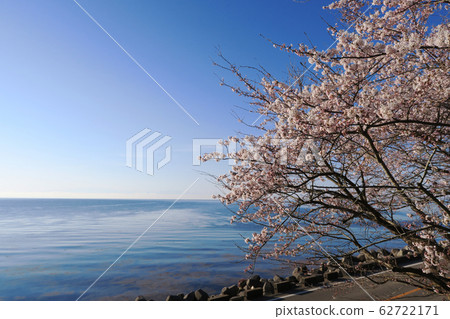 櫻花盛開在路堤上 櫻花盛開在路堤上 62722171
