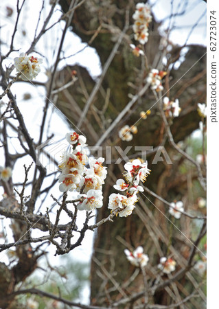 Chichibu Walk: Seventh Bill Place Hochoji Temple Soto Sect Chichibu Walk: Seventh Bill Place Hochoji Temple Soto Sect 62723074