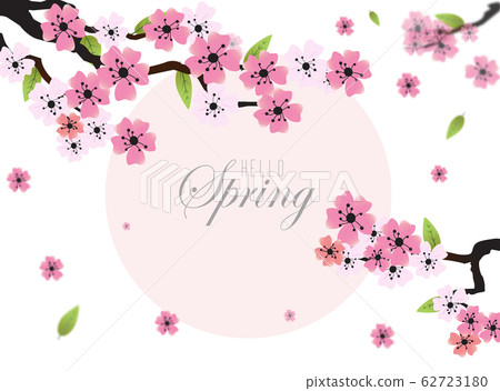 Blossoming light pink sakura flowers 62723180