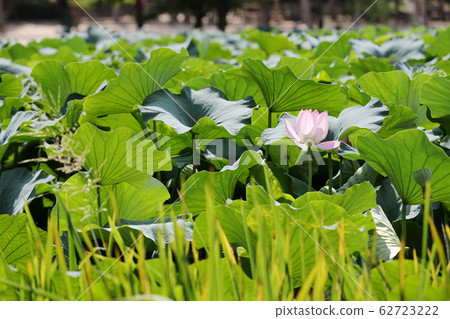 Lotus flower 62723222