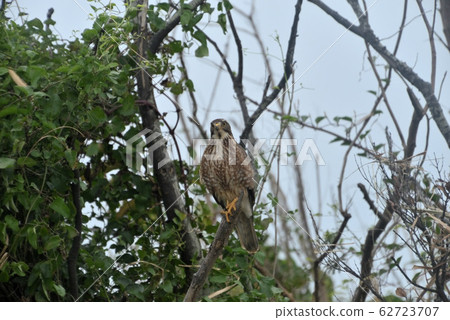 Wild bird / Hawk Wild bird / Hawk 62723707