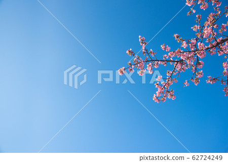 Pink Kawazu cherry blossoms Pink Kawazu cherry blossoms 62724249