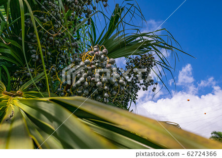 Hawaii Kauai Oil Palm 62724366