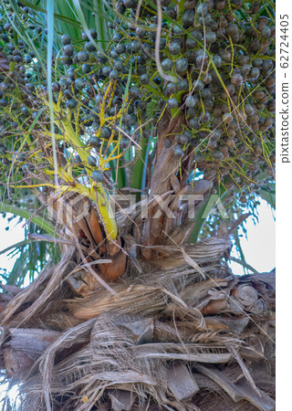 夏威夷考艾島油棕 62724405