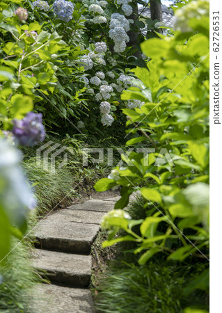 Hydrangea at Yata Temple 62726531