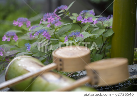 Hydrangea at Yata Temple 62726540